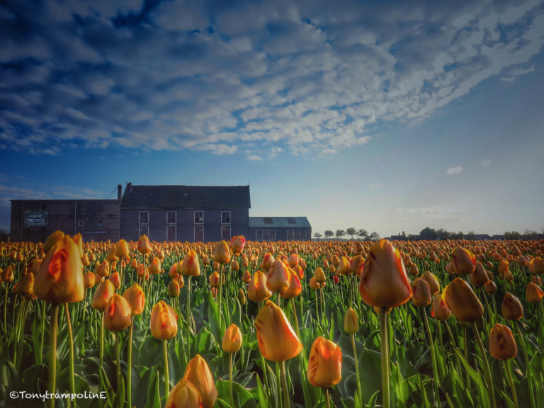 Vroege voorjaarsaanbieding